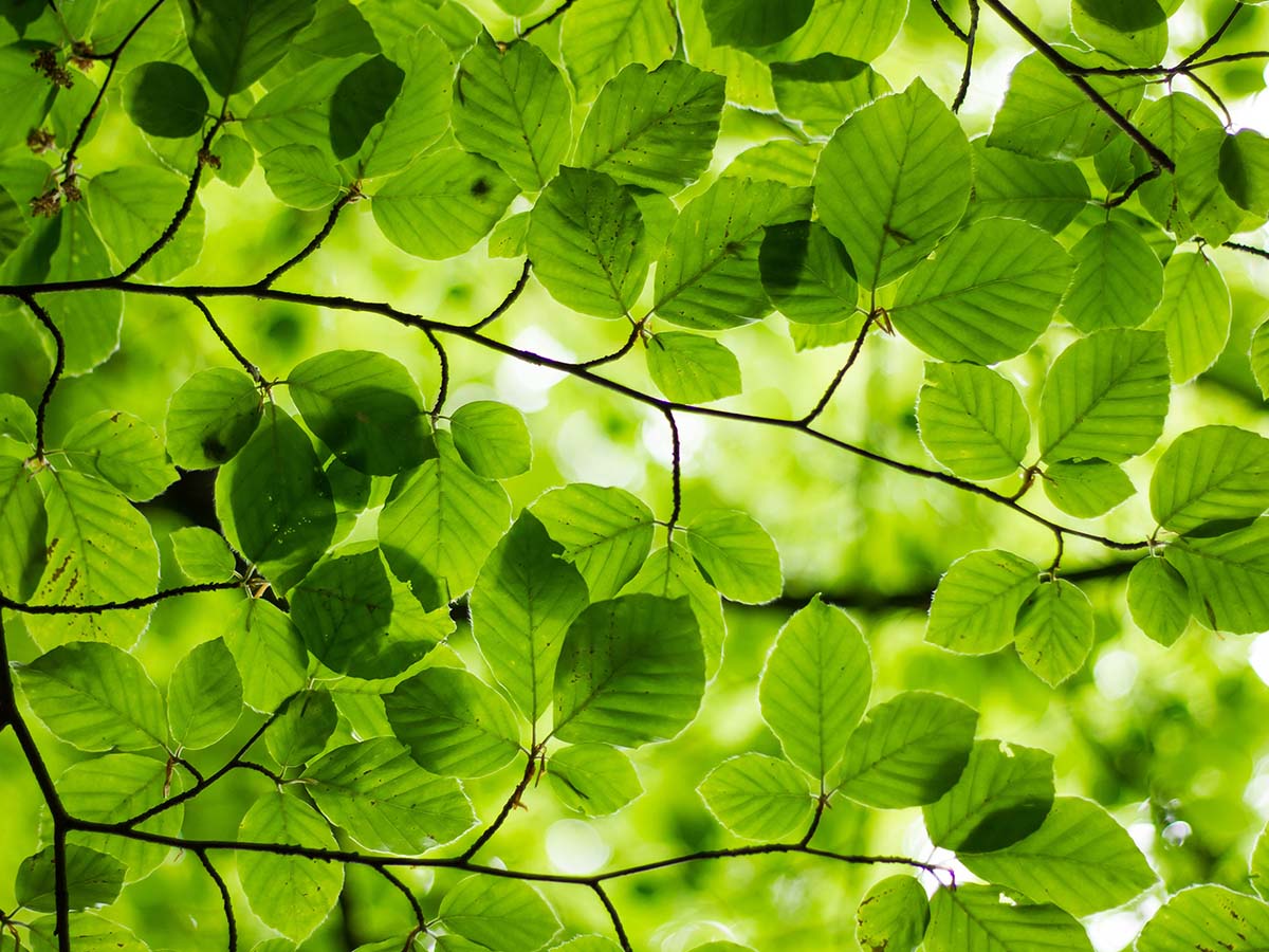 Sunlight shining through a tree